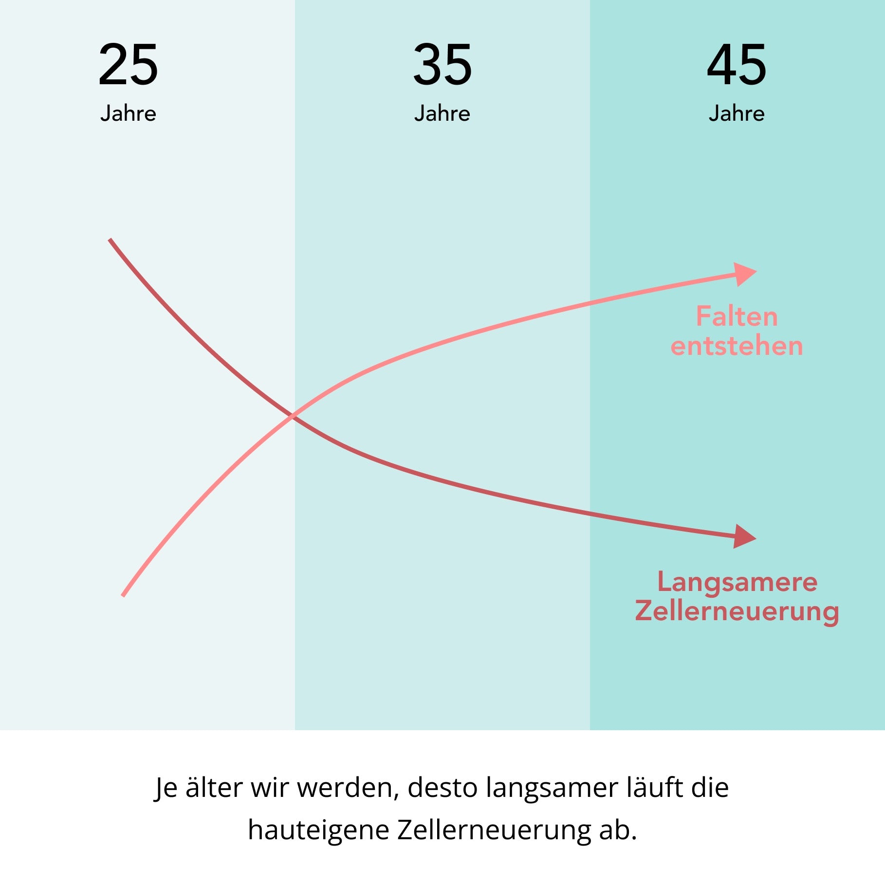 Diagramm mit zwei Kurven zeigt den Anstieg von Falten und die Abnahme der Zellenerneuerung im Alter von 25 bis 45 Jahren.